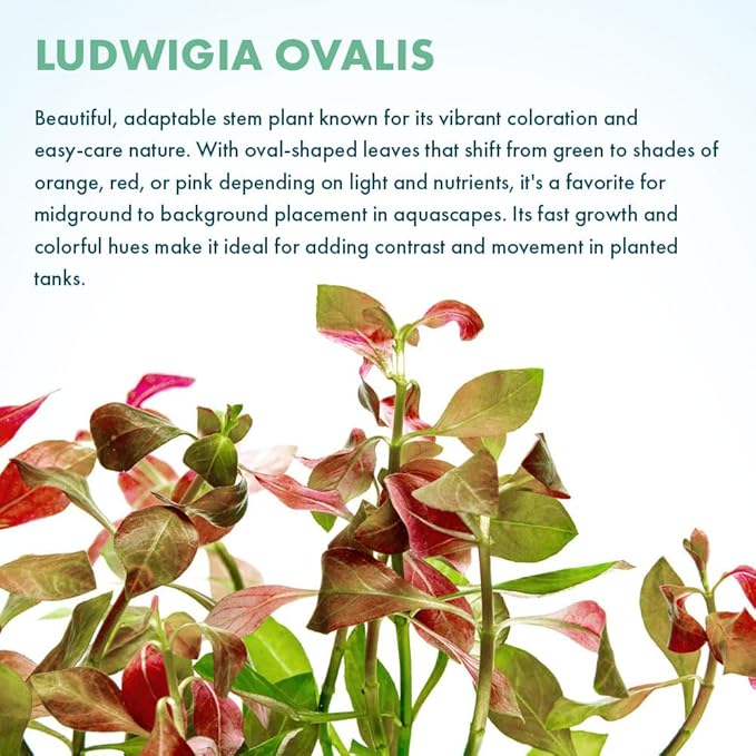 Live Plant - Ludwigia Ovalis - Easy Care, Moderate to High Light, Green to Orange Accent, Freshwater Aquatic Plant for Aquascaping - Lead Bunch