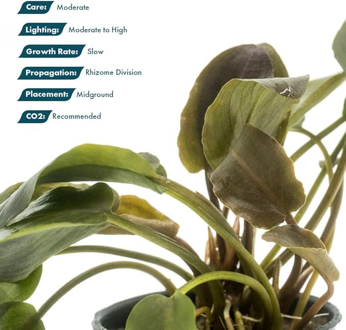 Live Plants - Lagenandra Meeboldii Red (Lagenandra meeboldii) - Moderate to High Light Tank Display, Red to Bronze Accent, Midground Placement, Freshwater Aquatic Plant - Pot