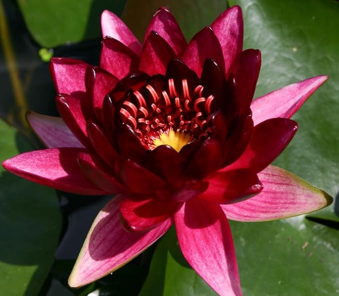 Live Hardy Water Lily Tubers Rhizomes Bulb Seed Nymphaea Aquatic Pond Plants Water Gardens Pre-Grown Flower in White Pink Red Yellow Orange Blue Purple (1, Red Hardy Pond Lily)