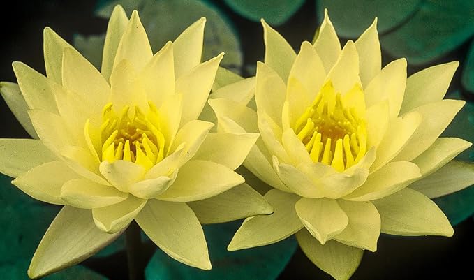 Live Hardy Water Lily Tubers Rhizomes Bulb Seed Nymphaea Aquatic Pond Plants Water Gardens Pre-Grown Flower in White Pink Red Yellow Orange Blue Purple (1, Yellow Hardy Pond Lily)