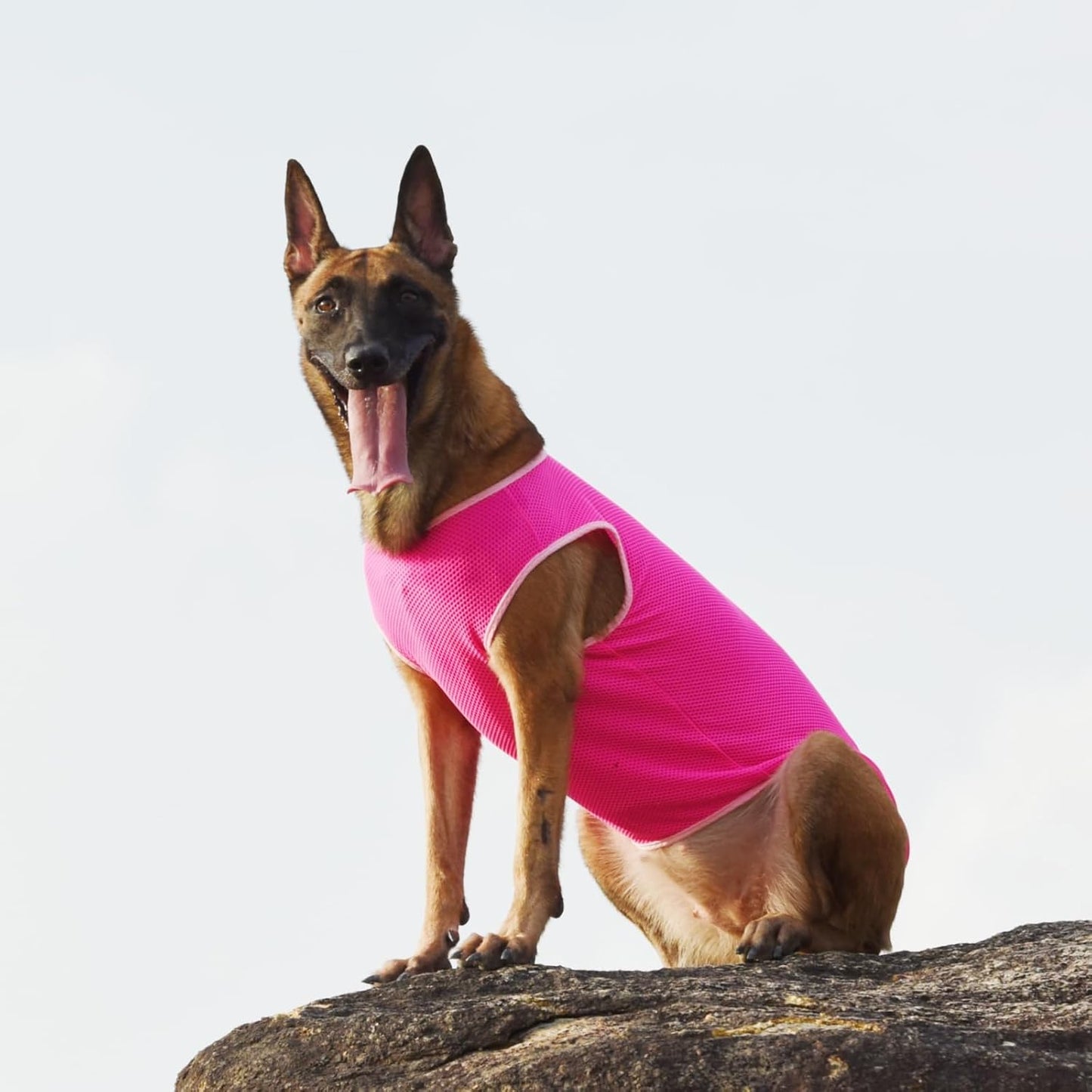 2 Pack Cooling Shirts for Dogs, Breathable Lightweight Dog Shirts for Small Dogs Girl, Sleeveless Sun Protection Shirt for Dog&Cat Puppy Vest Pet Apparel P23ST00601M