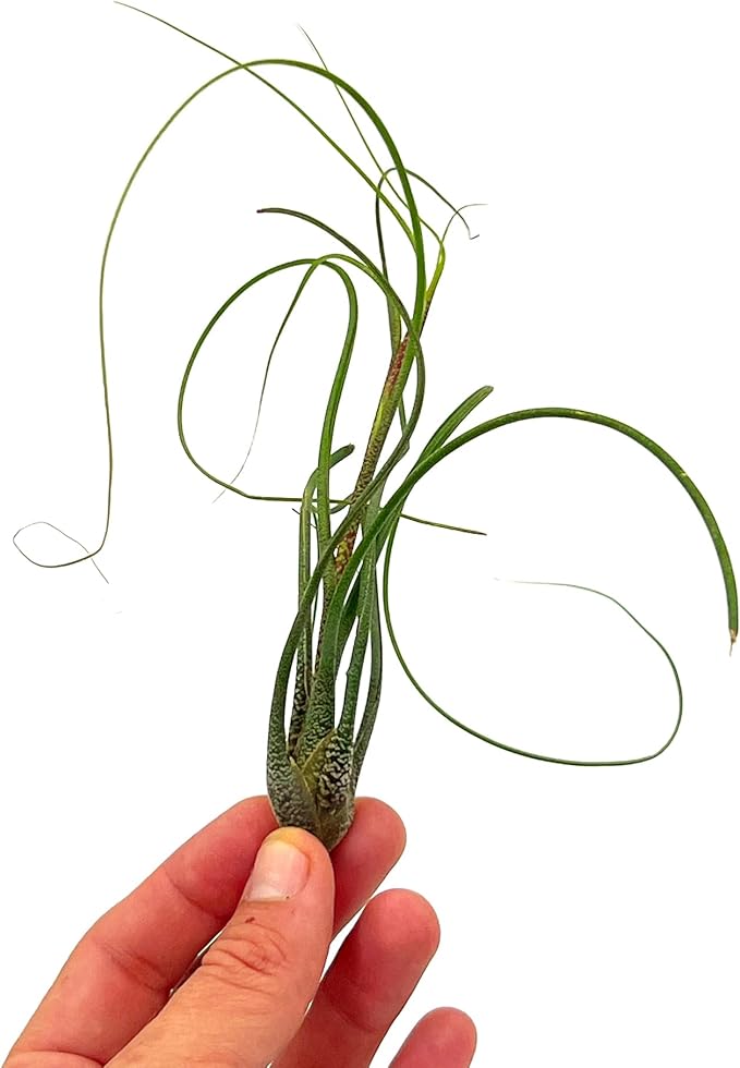 Live Air Plants - Tillandsia Butzii, Jumbo 7-9" - 5ct - Live Arrival Guaranteed - House Plants for Home Decor & Gift