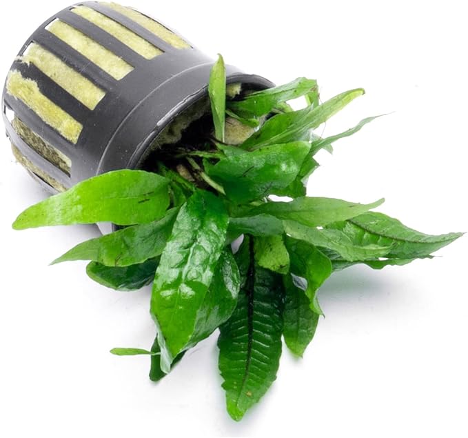 Java Fern Live Aquarium Plants - Potted Freshwater Plant for Fish Tanks - Beginner Friendly, Low Light (Narrow Mini, 1 Pot)