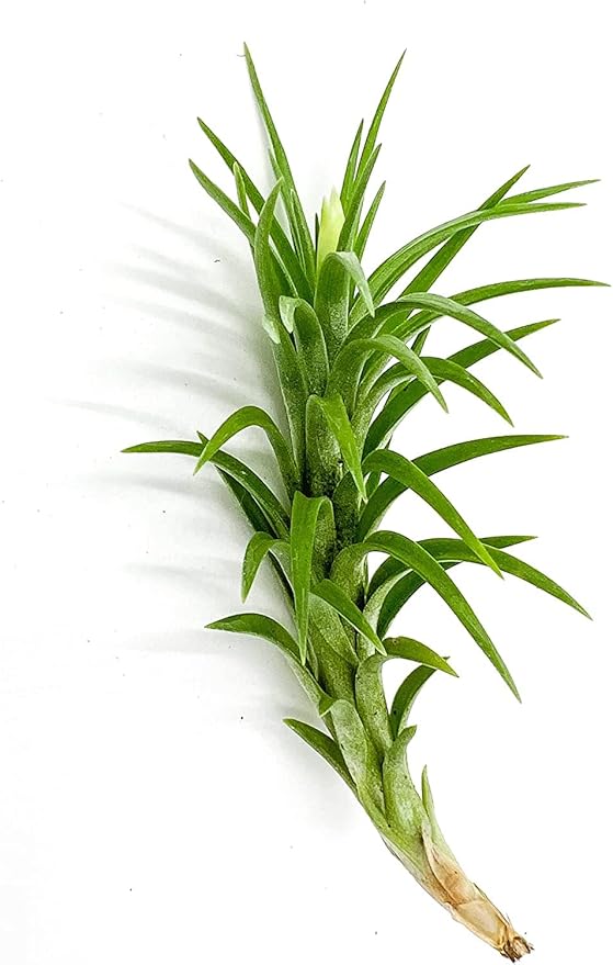 Live Air Plants – Tillandsia Araujei, Large 5” – 2ct – Live Arrival Guaranteed – House Plants for Home Décor & Gift