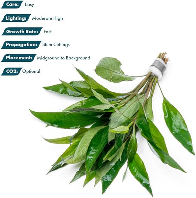 Live Plant - Nomaphila Stricta - Easy Care, Moderate to High Light, Green Accent, Freshwater Aquatic Plant for Aquascaping - Lead Bunch