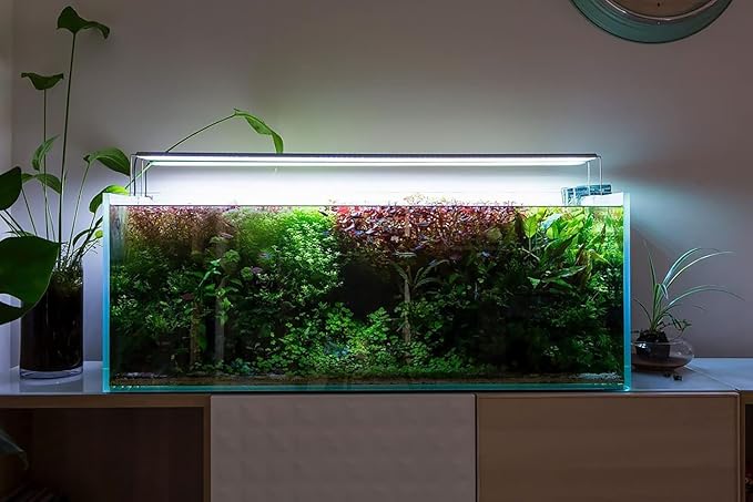 Java Fern Live Aquarium Plants - Potted Freshwater Plant for Fish Tanks - Beginner Friendly, Low Light (Windelov, 1 Pot)