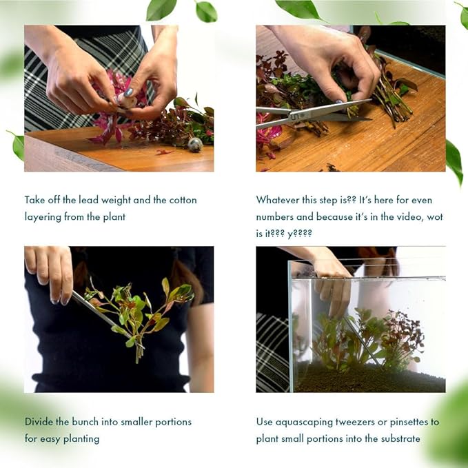 Live Plant - Rotala Mexicana - Moderate Care, High Light, Bright Green Accent, Freshwater Aquatic Plant for Aquascaping - Lead Bunch