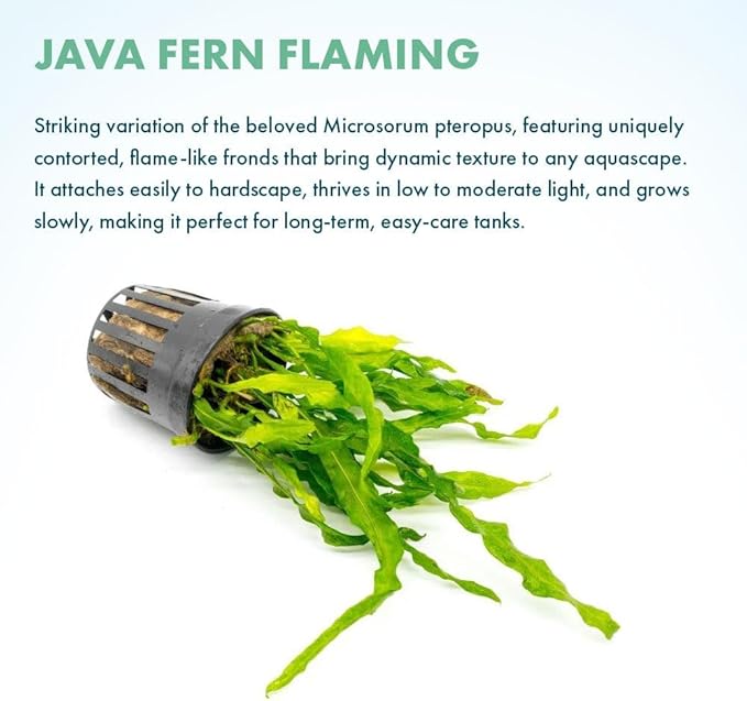 Live Plants - Java Fern ‘Flaming’ (Microsorum pteropus 'Flaming') - Low to Medium Light, Bright Green Accent Aquatic Plant, Midground Placement - Rhizome Growth - Pot, 3 Pack