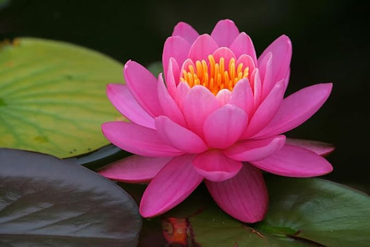 Live Hardy Water Lily Tubers Rhizomes Bulb Seed Nymphaea Aquatic Pond Plants Water Gardens Pre-Grown Flower in White Pink Red Yellow Orange Blue Purple (1, Pink Hardy Pond Lily)
