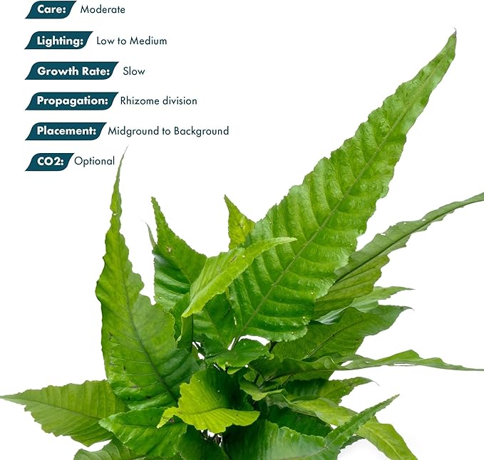 Live Plants - El Niño Fern (Bolbitis heteroclita) - Midground to Background Epiphytic Rhizome for Low to Medium Light Aquascapes - Dark Green, Slow-Growing Accent - Pot