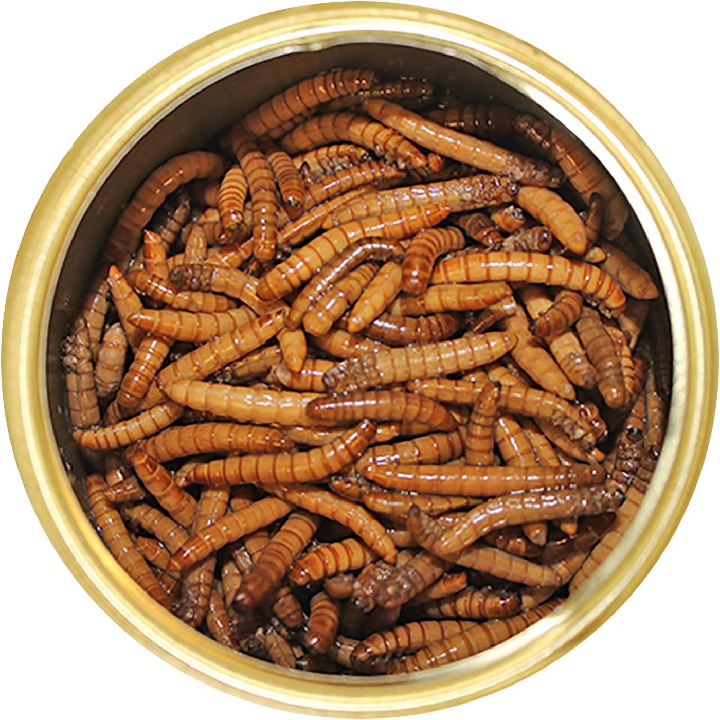 Canned Mealworms (1.2 oz.) - Healthy High Protein Insect Treat - Hedgehogs, Sugar Gliders, Reptiles, Wild Birds, Chickens, Lizards, Bearded Dragons, Skunks, Opossums, Fish, Amphibians, Turtles
