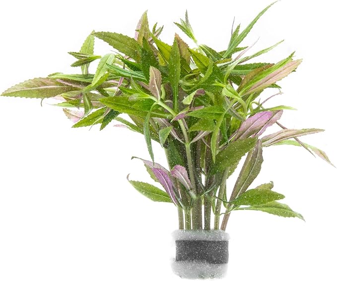 Live Aquarium Stem Plants - Freshwater Aquatic Plant for Fish Tanks, Aquascaping - (Limnophila Aromatica, 1 Bunch)