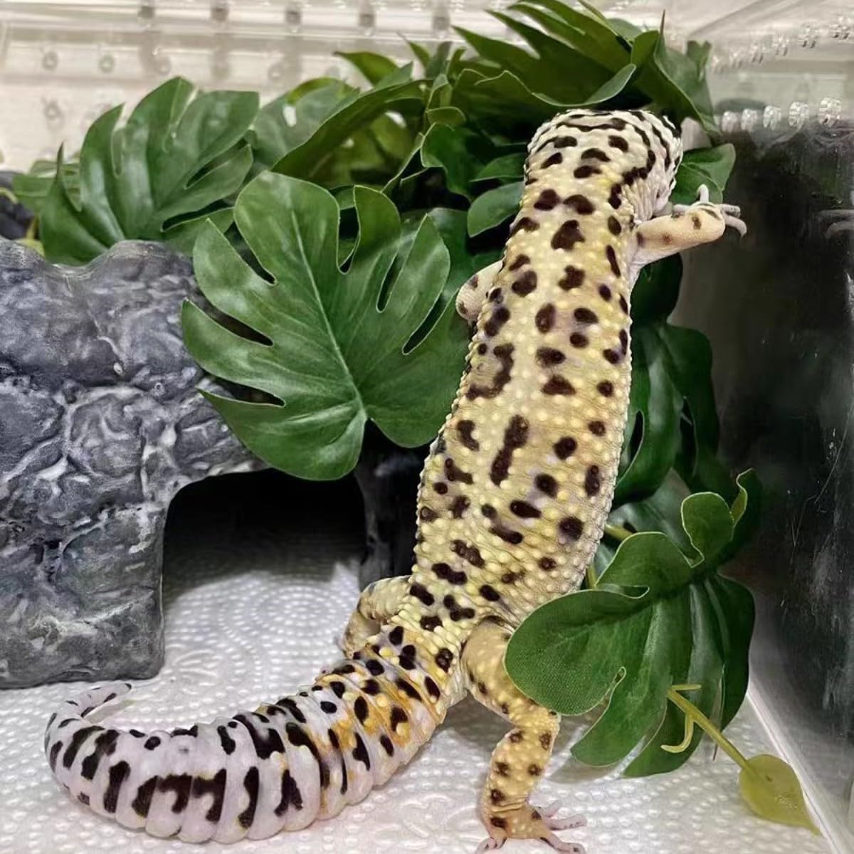 Reptile Plants for Terrarium Decor,Amphibian Habitat Decor,Artificial Plants for Gecko Chameleon Snake Tortoise Tank Accessories with Base (Monstera deliciosa)