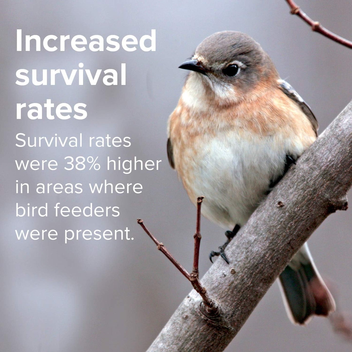 Blue Seal Nature's Choice Wild Bird Seed | High Energy Blend, Sunflower and White Safflower Seeds, No Filler | 20 Pound Bag