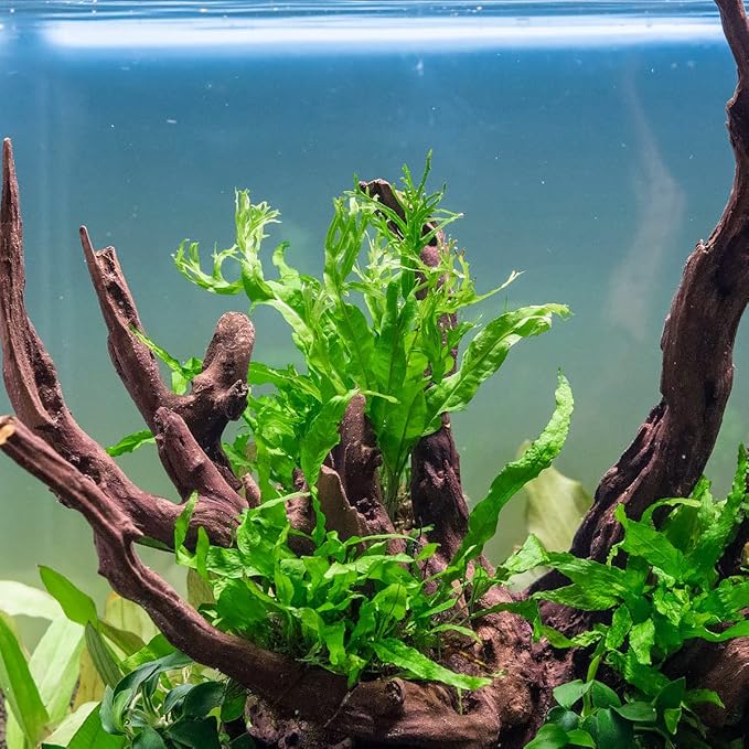 Java Fern Live Aquarium Plants - Potted Freshwater Plant for Fish Tanks - Beginner Friendly, Low Light (Windelov, 3 Pots)