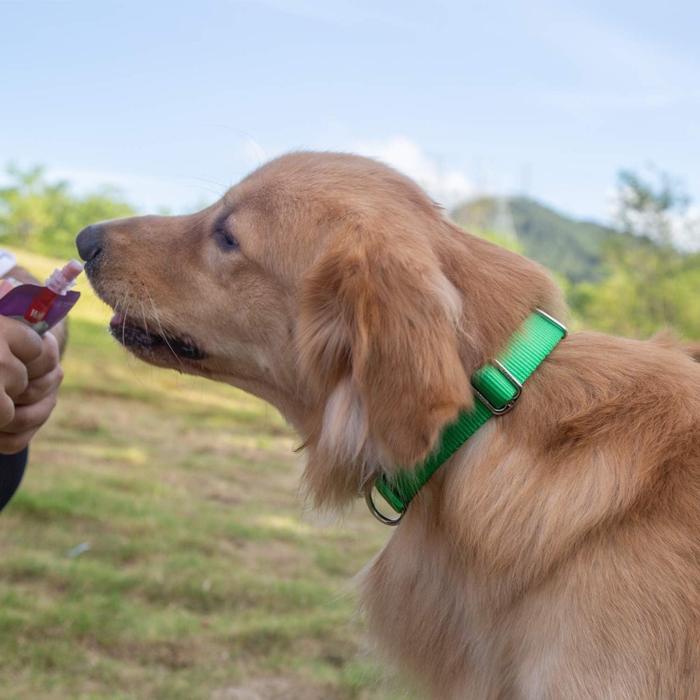 Hyhug Pets Classic Regular Heavy Duty Nylon Dog Collar with Easy Attach and Removal Buckle. (Medium, Lime Green)