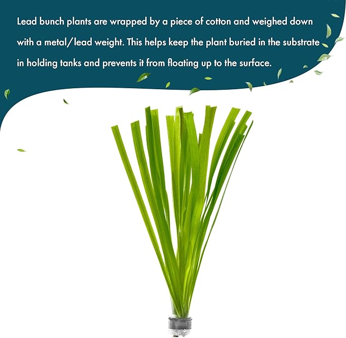 Live Plant - Tall Grass, Vallisneria Gigantea - Easy Care, Moderate to High Light, Bright Green Accent, Freshwater Aquatic Plant for Aquascaping - Lead Bunch