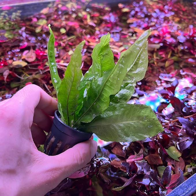 Java Fern Live Aquarium Plants - Potted Freshwater Plant for Fish Tanks - Beginner Friendly, Low Light (Java Fern, 5 Pots)
