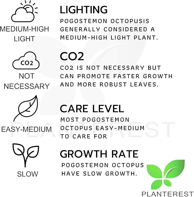 Pogostemon Octopus Potted Live Aquarium Plant Tropical Freshwater Decorations BUY2GET1FREE