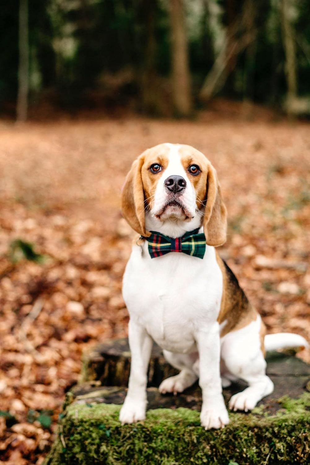 Lionet Paws Christmas Dog Collar with Bowtie Durable Adjustable Handmade Comfortable Bow Tie Dog Collar Green with Metal Buckle for Medium Dogs,Girl Boy,Party,Festival,Holiday Style,Neck 13.5-22in