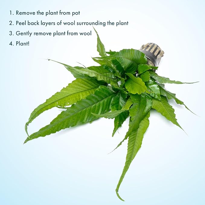 Live Plants - El Niño Fern (Bolbitis heteroclita) - Midground to Background Epiphytic Rhizome for Low to Medium Light Aquascapes - Dark Green, Slow-Growing Accent - Pot