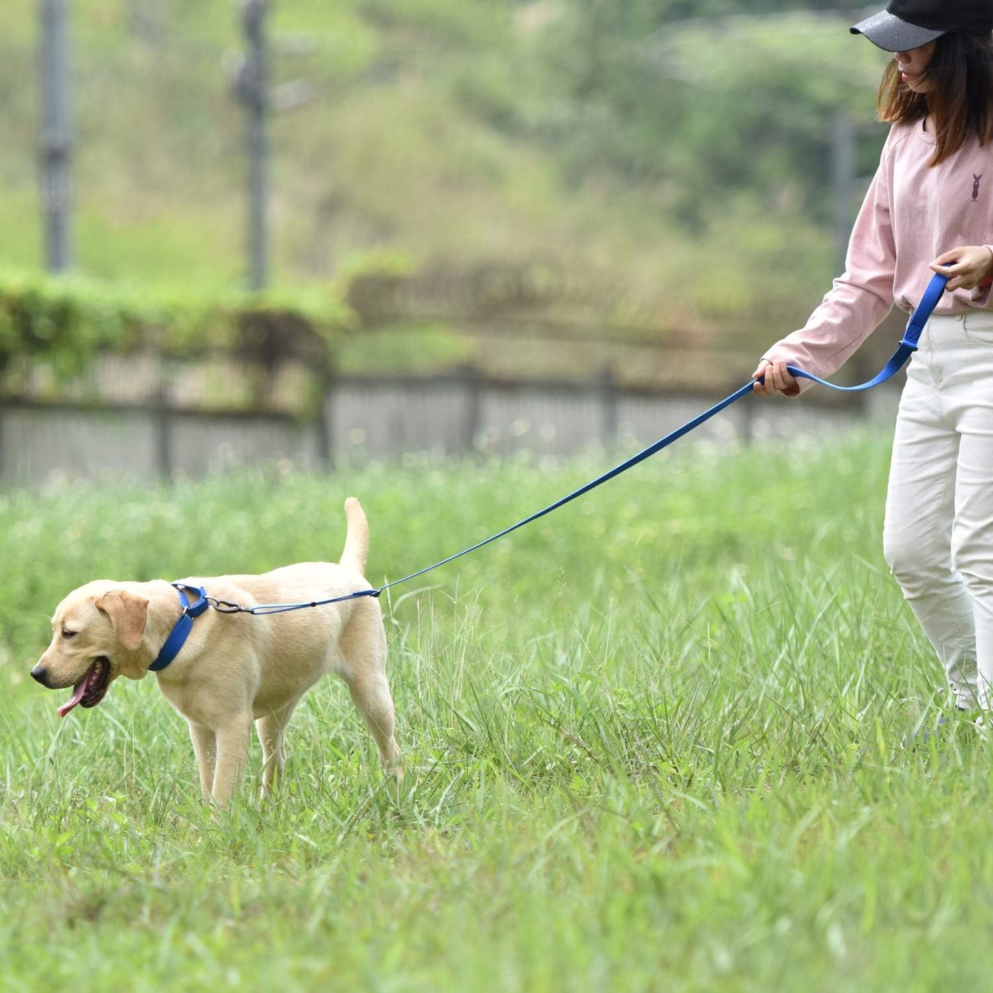 Hyhug Heavy Duty Nylon Escape-Proof Martingale Dog Collar for Large Giant Breeds Dogs Comfy and Safe Collar - Daily Use Walking and Professional Training.(Large,Bright Blue)