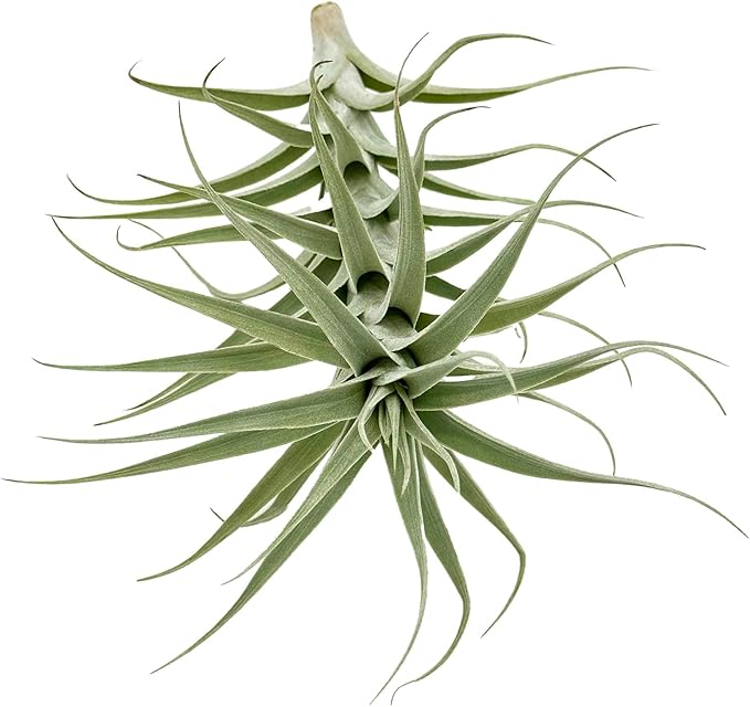 Live Air Plants - Tillandsia Albida 7-12" - 5ct – ragnaroc Live Indoor Plant - Live Arrival Guaranteed - House Plants for Home Decor & Gift