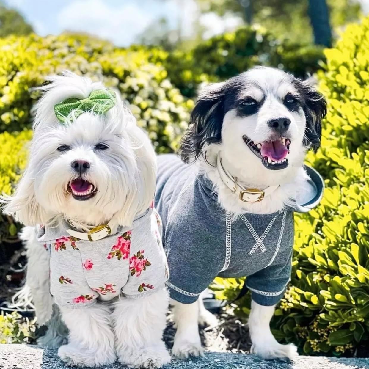 Blueberry Pet Essentials Soft & Comfy Better Basic Cotton Blend Dog Hoodie Sweatshirt in Charcoal Grey, Back Length 16", Pack of 1 Jacket for Dogs