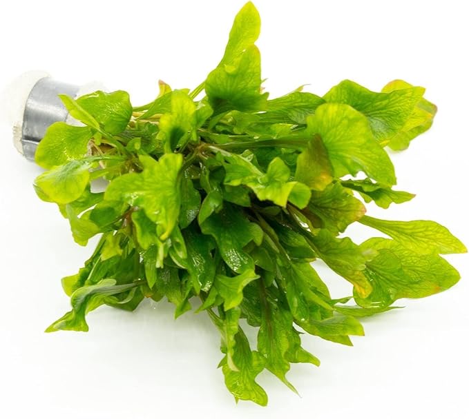 Live Aquarium Stem Plants - Freshwater Aquatic Plant for Fish Tanks, Aquascaping - (Alternanthera Reineckii Variegatus, 1 Bunch)