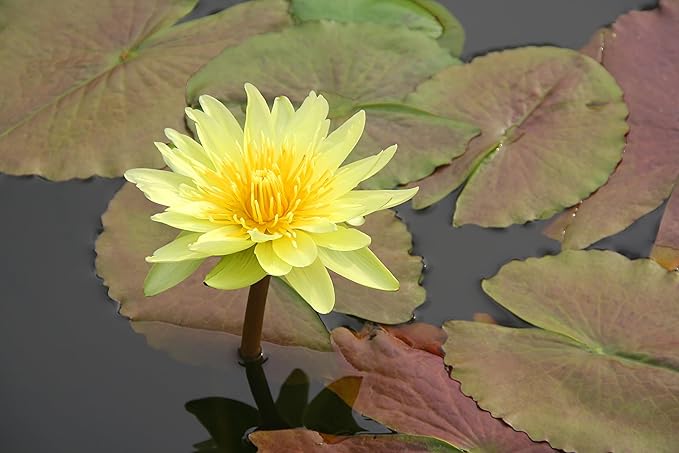 Live Hardy Water Lily Tubers Rhizomes Bulb Seed Nymphaea Aquatic Pond Plants Water Gardens Pre-Grown Flower in White Pink Red Yellow Orange Blue Purple (1, Yellow Hardy Pond Lily)