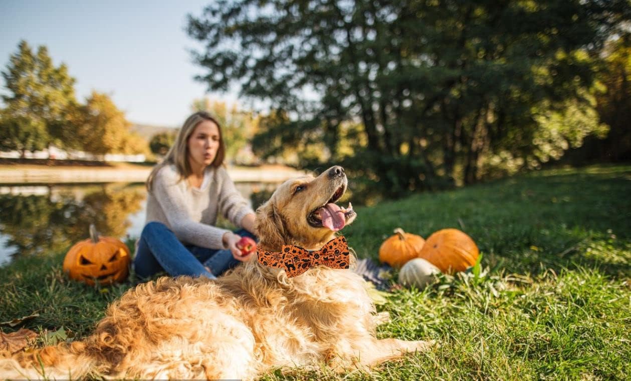Lionet Paws Halloween Dog Collar with Bowtie - Cute Cotton Adjustable Fall Bowtie Dog Collar with Metal Buckle for Small Medium Large Dog Girl Boy Gift, S, Neck 10-16in