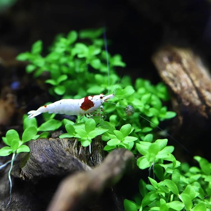 Micranthemum Monte Carlo Compact Tissue Culture Vitro Cup Freshwater Carpet Live Aquarium Plants Decoration BUY2GET1FREE