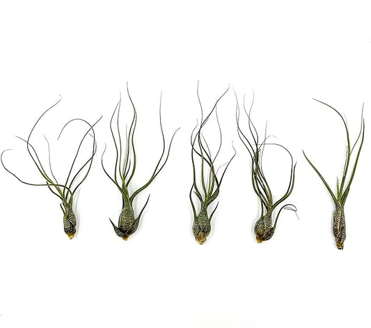 Live Air Plants - Tillandsia Butzii, Jumbo 7-9" - 5ct - Live Arrival Guaranteed - House Plants for Home Decor & Gift