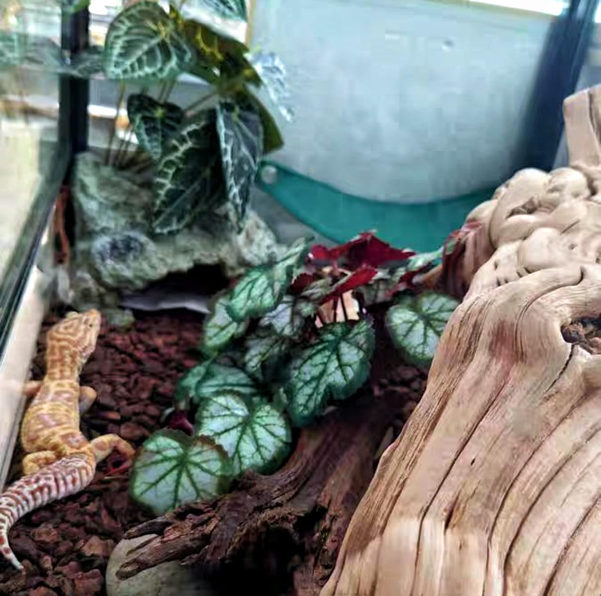 Reptile Plants for Terrarium Decor,Amphibian Habitat Decor,Artificial Plants for Gecko Chameleon Snake Tortoise Tank Accessories with Base (Green heuchera micrantha)