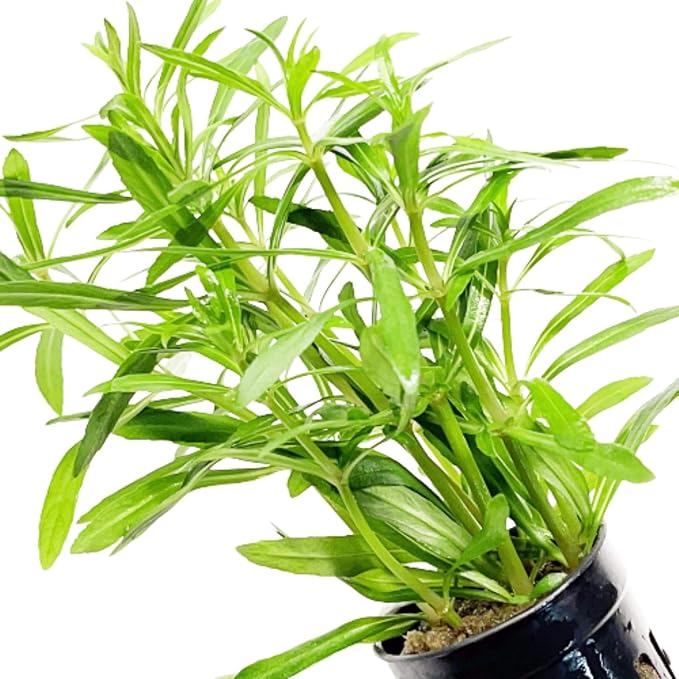 Pogostemon Octopus Potted Live Aquarium Plant Tropical Freshwater Decorations BUY2GET1FREE