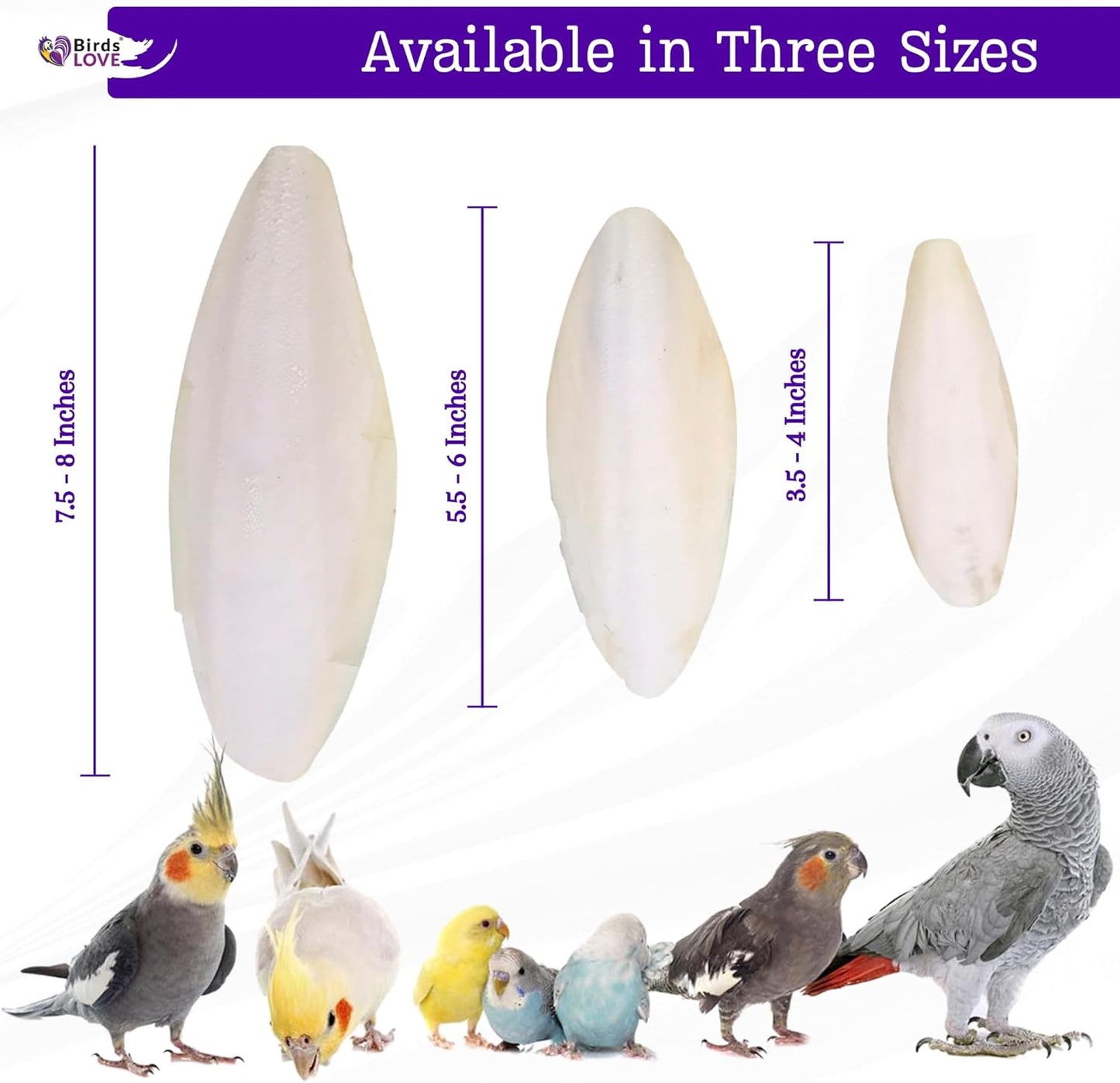 Birds LOVE 2 pc 7.5–8″ Sun-Dried Natural Cuttlebone Kit | 100 % Pure Calcium Supplement for Birds, Tortoises, Snails & Crabs | Beak & Shell Health with Metal Holder