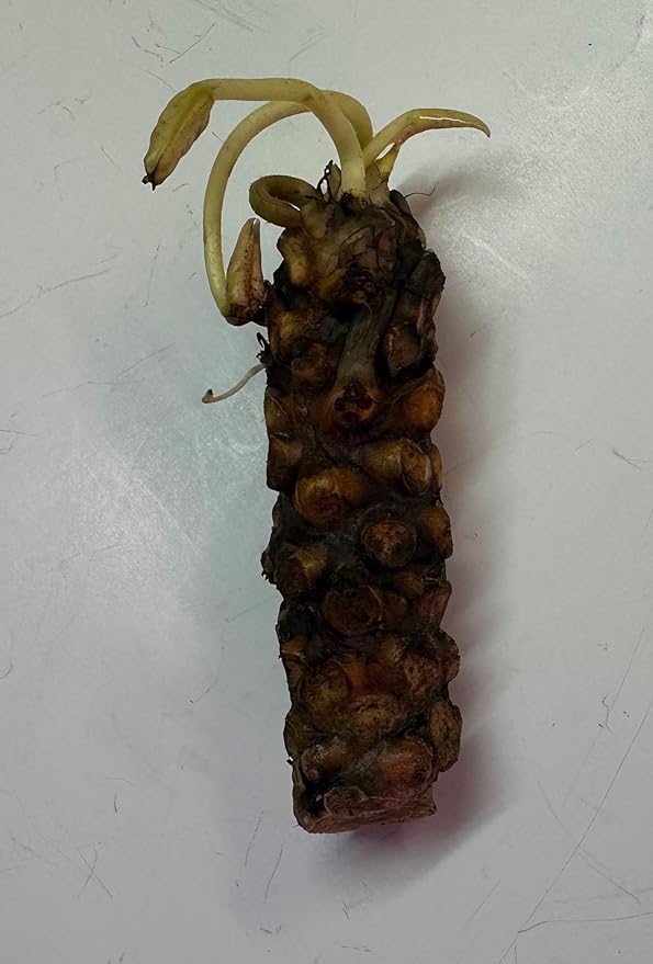 Live Hardy Water Lily Tubers Rhizomes Bulb Seed Nymphaea Aquatic Pond Plants Water Gardens Pre-Grown Flower in White Pink Red Yellow Orange Blue Purple (1, Yellow Hardy Pond Lily)