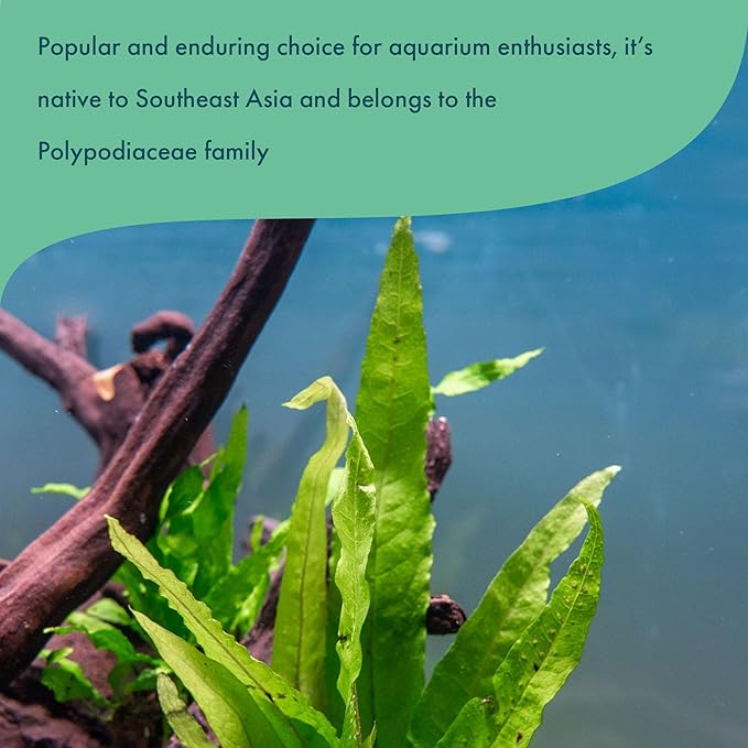 Java Fern Live Aquarium Plants - Freshwater Plant for Fish Tanks - Beginner Friendly, Low Light (Java Fern, Bare Root (1 Piece))