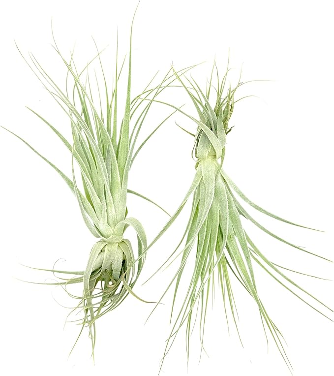 Live Air Plant - Tillandsia Gardneri 5-7” - 5ct - ragnaroc Rare Collectors Indoor Tropical Plant - Live Arrival Guaranteed - House Plants for Home Decor & Gift