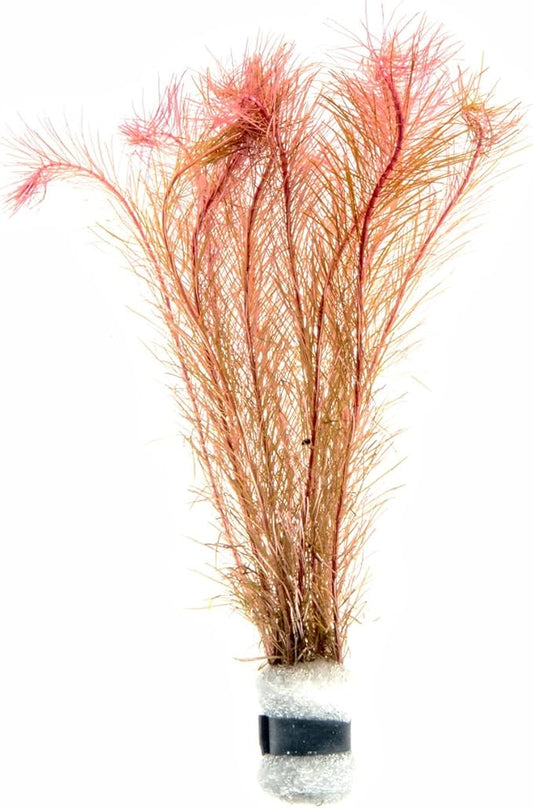 Live Aquarium Red Stem Plants - Freshwater Aquatic Plant for Fish Tanks, Aquascaping - (Rotala Wallichii, 4 Bunches)