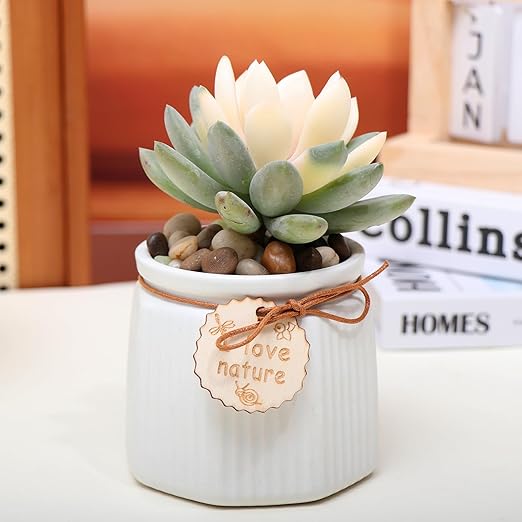 Calofulston 2.2lb Drainage Rocks for Potted Plants, 1/5 Inch Small Pebbles for Plants, Aquarium, Fish Tank, Terrarium, Succulent, Vases, Decorative Pea Gravel, Mixed Color