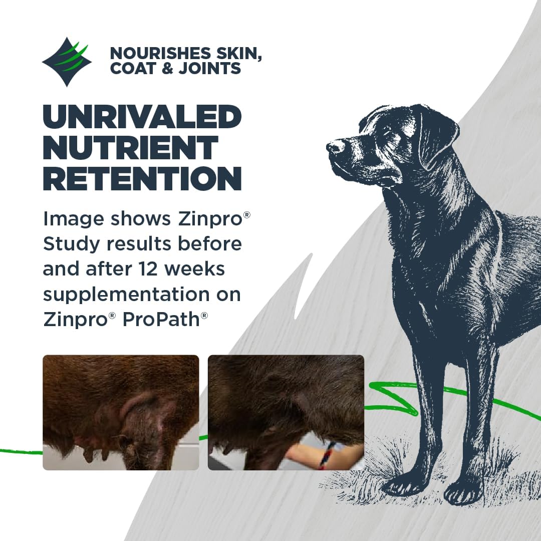 Blackwood Grain Free Small Breed Dry Dog Food, Turkey & Lentils Recipe, 10 Pound Bag for All Life Stages, Slow Cooked with Taurine and Fish Oil to Promote Heart Health