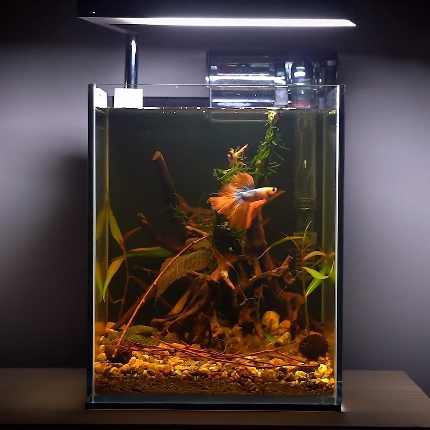 majoywoo Natural Driftwood for Aquarium Decor Fish Tank Decorations, Assorted Spider Wood Branch 4-8" 5 Pcs, Reptile Decor