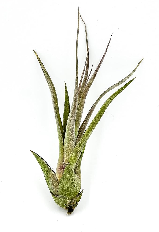 Live Air Plant – Tillandsia Capiput, Jumbo 6-9” - 2 ct - Live Arrival Guaranteed - House Plants for Home Decor & Gift
