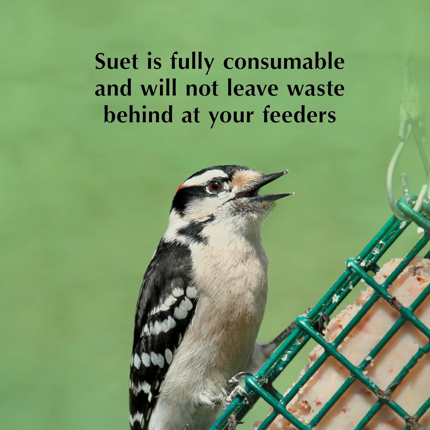 C&S Cranberry Delight No Melt Suet Dough 11.75 Ounces 8 Pack