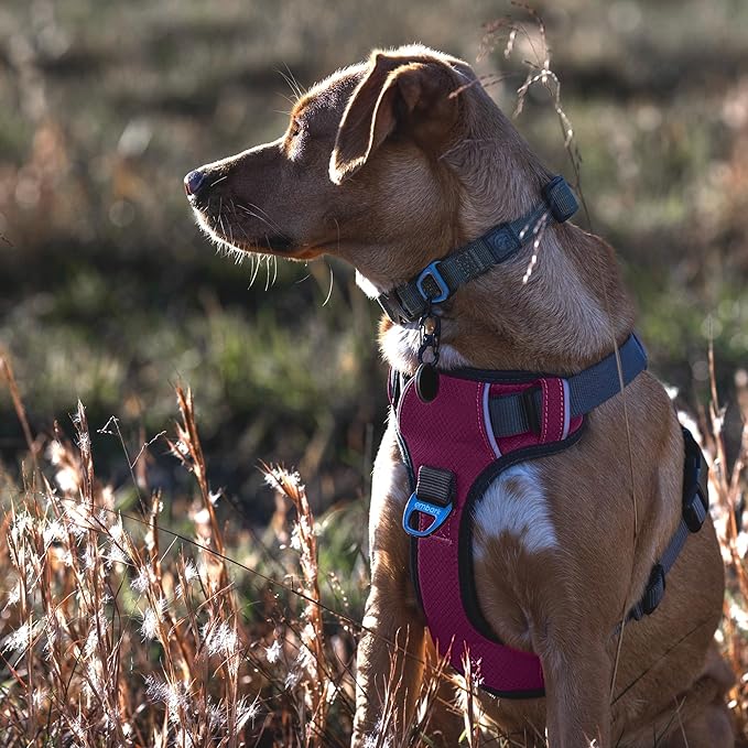 Embark Adventure Dog Harness, Reflective Trim XL Dog Harness for Extra Large Dogs No Pull - Military Grade Nylon, 2 Leash Clips & Gel Lined Handle.