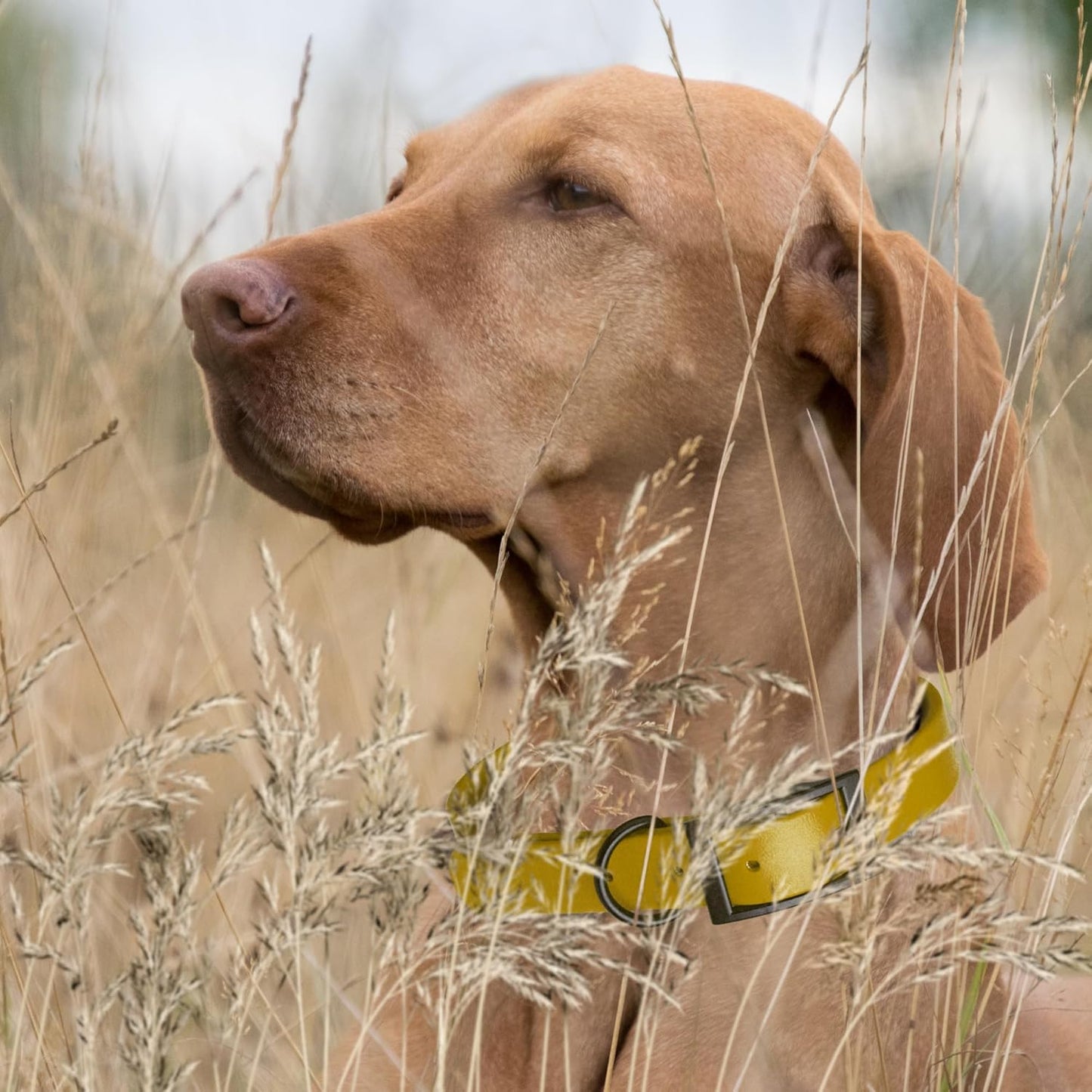 Dogline Biothane Waterproof Dog Collar Strong Coated Nylon Webbing with Black Hardware Odor- Proof for Easy Care Easy to Clean High Performance Fits Small Medium or Large Dogs, Treasure Gold