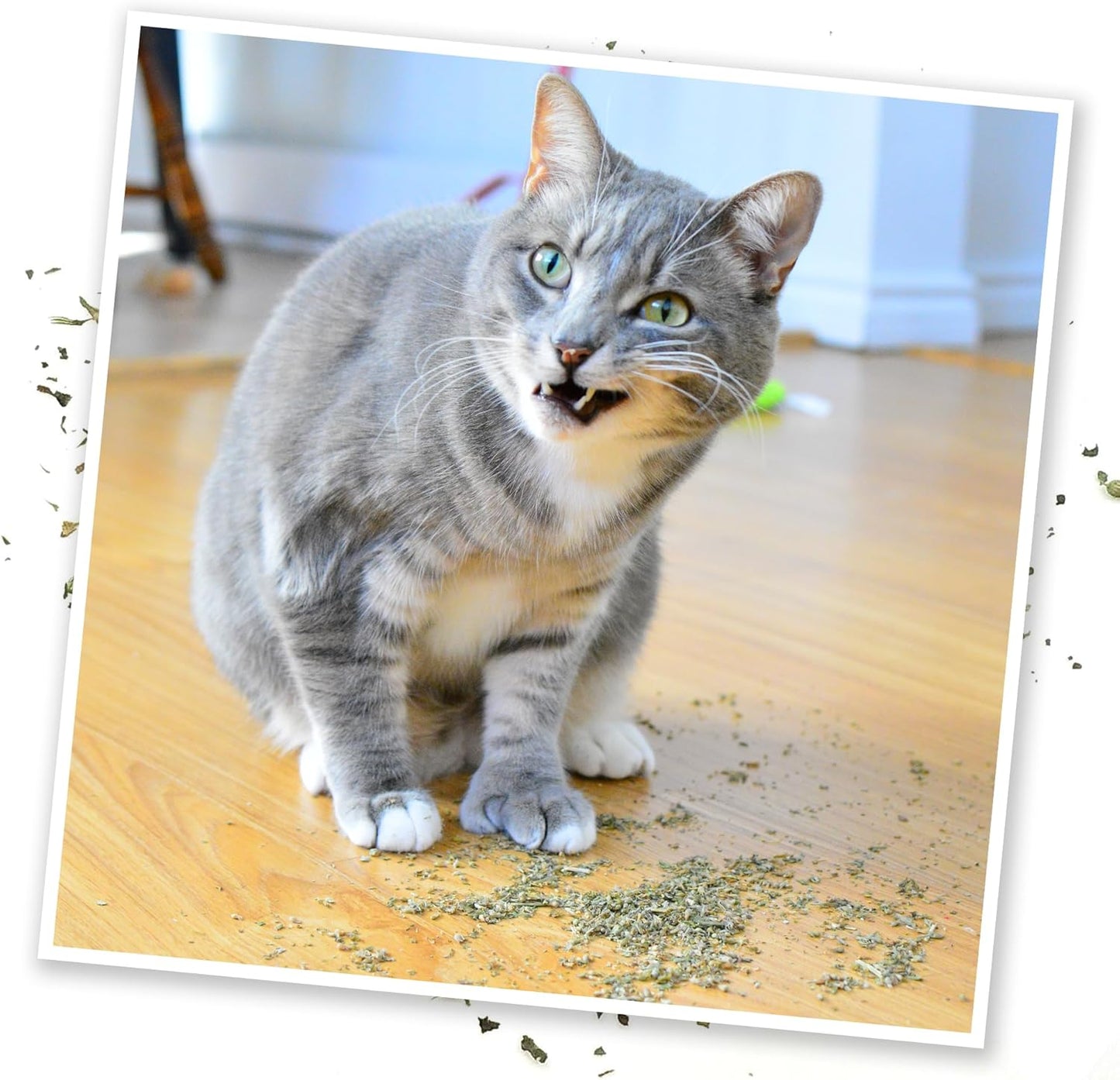 Meowijuana Purrple Passion - Premium Silvervine and Catnip Blend - Purrfect Gift For Cats, Kitties, Felines, and Cat Lovers