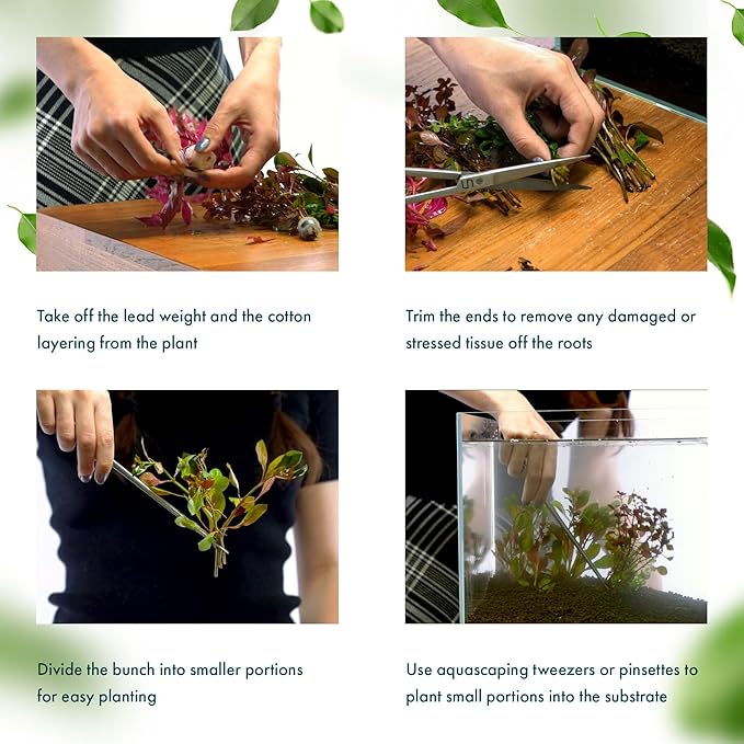 Live Plant - Tall Grass, Red Jungle Vallisneria (Vallisneria gigantea 'Rubra') - Easy Care, Moderate to High Light, Reddish Green, Background - Lead Bunch, 4 Pack