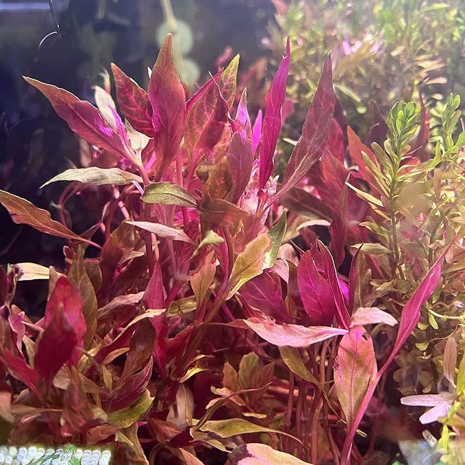 Live Aquarium Red Stem Plants - Freshwater Aquatic Plant for Fish Tanks, Aquascaping - (Alternanthera Reineckii Rosanervig, 1 Bunch)